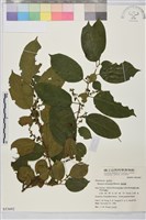 桶鉤藤藏品圖，第1張