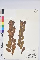 金毛杜鵑藏品圖，第1張