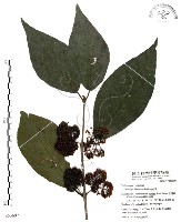 杜虹花，台灣紫珠藏品圖，第1張