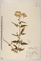 臺灣澤蘭藏品圖，第1張