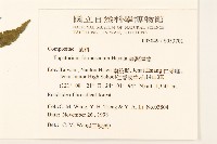 臺灣澤蘭藏品圖，第2張