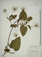 田代氏鐵線蓮藏品圖，第1張