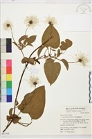 田代氏鐵線蓮藏品圖，第2張