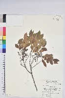 米飯花藏品圖，第1張