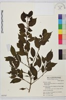 塔山鼠李藏品圖，第1張