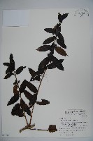 無梗忍冬藏品圖，第1張