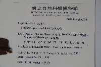 無梗忍冬藏品圖，第2張