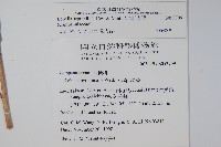 大本山梗菜藏品圖，第2張