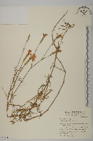 玉山石竹藏品圖，第1張