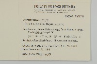 玉山石竹藏品圖，第2張