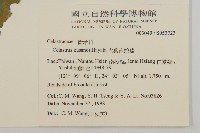 大葉南蛇藤藏品圖，第2張