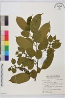 桶鉤藤藏品圖，第1張