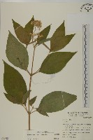 蘇利南野菊藏品圖，第1張