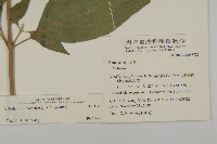 蘇利南野菊藏品圖，第2張