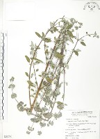 灰葉蕕藏品圖，第1張