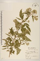 臺灣澤蘭藏品圖，第1張