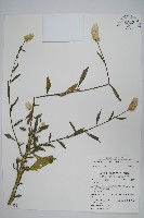 青葙藏品圖，第1張