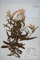 青葙藏品圖，第1張