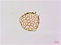 小豇豆藏品圖，第2張