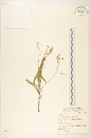 兔仔菜藏品圖，第1張