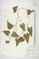 菜欒藤藏品圖，第1張