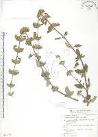 灰葉蕕藏品圖，第1張