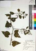 粉藤藏品圖，第1張