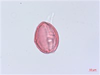 粉藤藏品圖，第2張