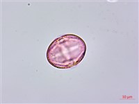 異葉珍珠菜藏品圖，第1張