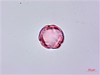 異葉珍珠菜藏品圖，第2張