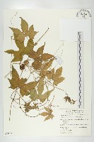 雙輪瓜藏品圖，第1張