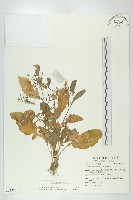 葶藶藏品圖，第1張