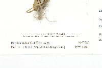 葶藶藏品圖，第3張