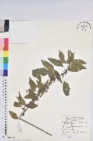 鐵莧菜藏品圖，第1張