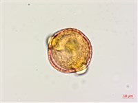 木豆藏品圖，第1張