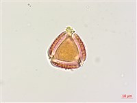 木豆藏品圖，第2張