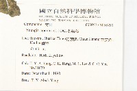 黃鵪菜藏品圖，第2張