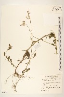 一枝香藏品圖，第1張