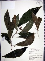 角桐草、台灣半蒴苣苔藏品圖，第1張