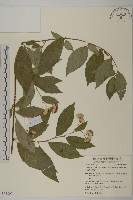 大頭艾納香藏品圖，第1張