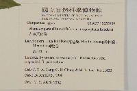 大頭艾納香藏品圖，第5張