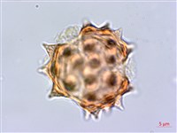 大頭艾納香藏品圖，第2張