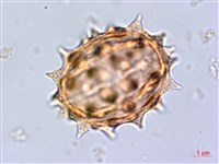 大頭艾納香藏品圖，第3張