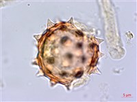 大頭艾納香藏品圖，第4張