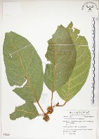 大冇榕、稜果榕藏品圖，第1張