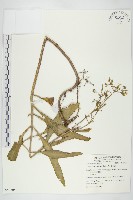 倒吊蓮、匙葉燈籠草藏品圖，第1張