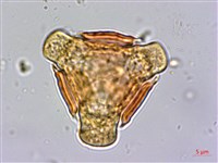 倒吊蓮、匙葉燈籠草藏品圖，第2張