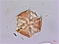 倒吊蓮、匙葉燈籠草藏品圖，第3張