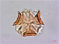 倒吊蓮、匙葉燈籠草藏品圖，第4張