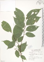 石朴藏品圖，第1張